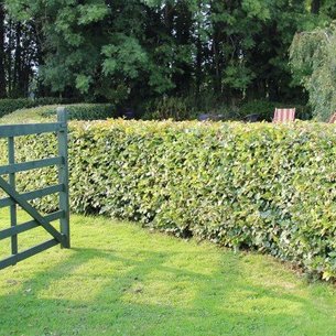 Eingang zum Garten von The Stables