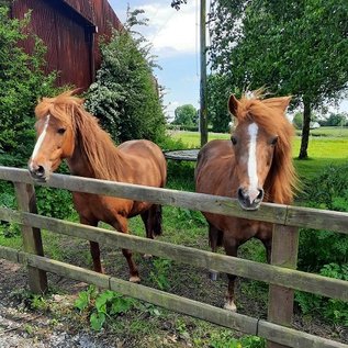 Kerry Bog Ponys