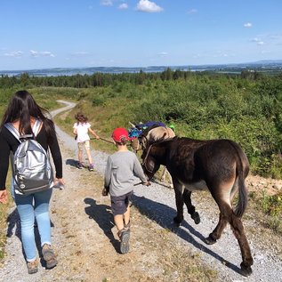 Eselwandern für die ganze Familie
