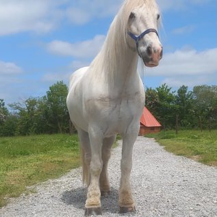 Welches Pferd kommt mit?