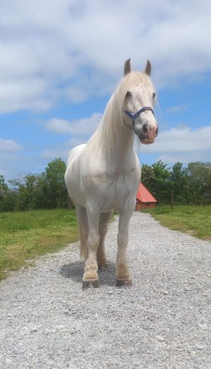 Welches Pferd kommt mit?