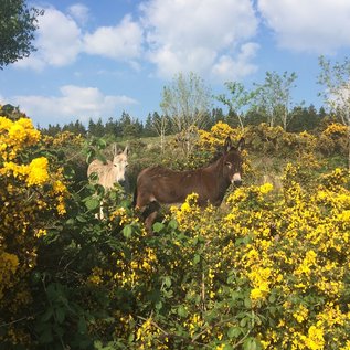Esel im Blumenmeer