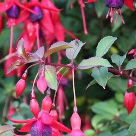 Die Scharlach Fuchsie