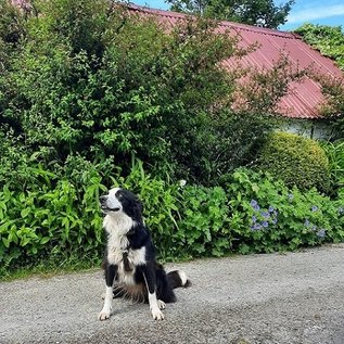 Hofhund